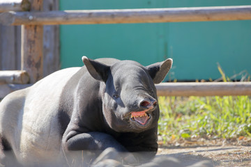 Fototapeta premium 口を動かすマレーバク