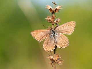 Chalkhill blue (Lysandra coridon) butterfly female