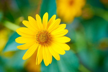 Obraz premium Blooming flower close-up on a blurred background.
