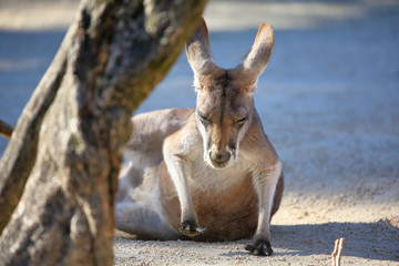 寝転ぶカンガルー