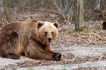 Obraz premium The brown bear (Ursus arctos), walking in the forest