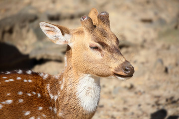 ツノの成長が楽しみなアクシスジカ
