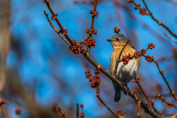 bird on branch