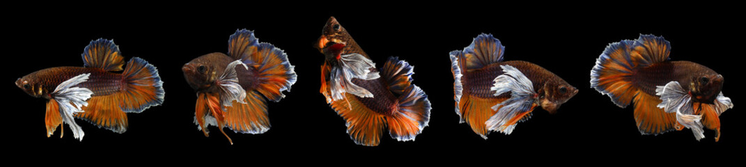 Set of fighting fish isolated on black