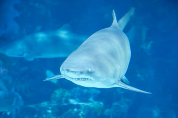 Big shark in deep blue water.