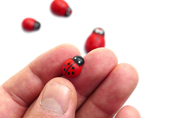Fototapeta na wymiar ladybug on white background, close up ladybug and luck