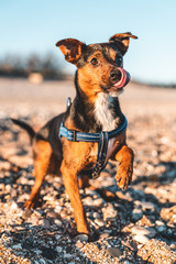 Chien pinscher avec un harnais à la plage tirant la langue