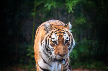 Fototapeta na wymiar Tiger - Panthera tigris - close up portrait.
