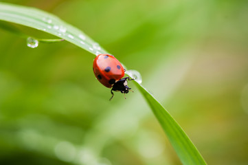 ladybug crawling on a green blade of grass