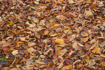 Autumn lost leaves