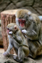 The Japanese macaque (Macaca fuscata), also known as the snow monkey, is a terrestrial Old World monkey species that is native to Japan