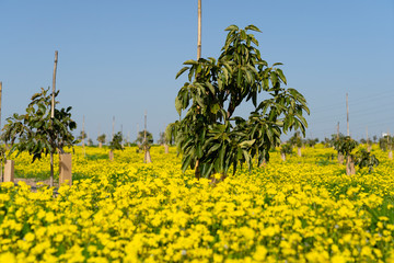  Young organic Avocado field