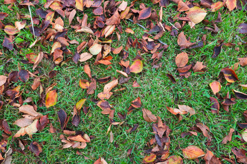 Autumn lost items