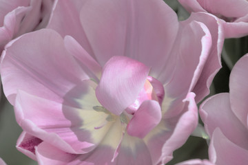 tulips Keukenhof