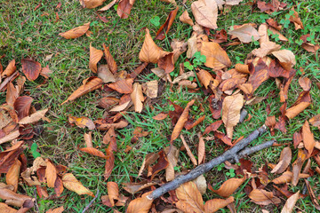 Autumn lost items
