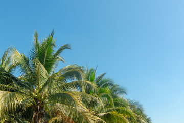 coconut palm tree in blue sky