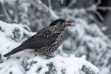 Spotted Nutcracker (Nucifraga caryocatactes) in winter forest.