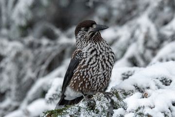 Spotted Nutcracker (Nucifraga caryocatactes) sitting on the perch