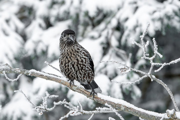 Spotted Nutcracker (Nucifraga caryocatactes) sitting on the perch