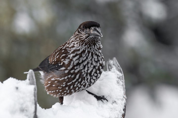 Spotted Nutcracker (Nucifraga caryocatactes) sitting on the perch