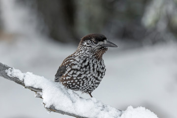 Spotted Nutcracker (Nucifraga caryocatactes) sitting on the perch