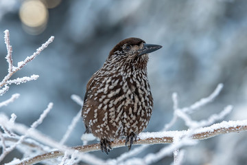 Spotted Nutcracker (Nucifraga caryocatactes) sitting on the perch