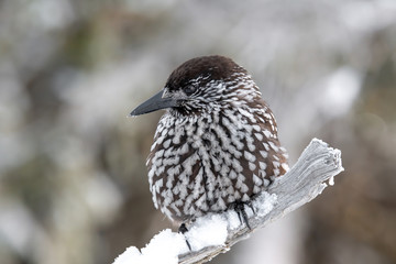 Spotted Nutcracker (Nucifraga caryocatactes) sitting on the perch