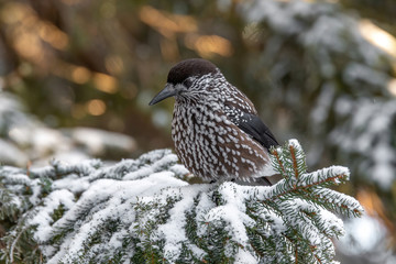 Spotted Nutcracker (Nucifraga caryocatactes) sitting on the perch