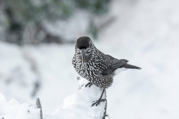 Spotted Nutcracker (Nucifraga caryocatactes) sitting on the perch