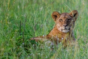 Lion keeps watch while resting in the deep grass of the Serengeti