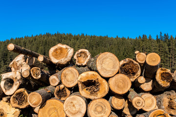 Illegal cutted huge pine wood logs near roadside close up shot in Romania.