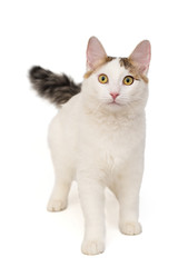 Cat is white with spots