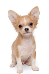 Small, beige color Chihuahua puppy