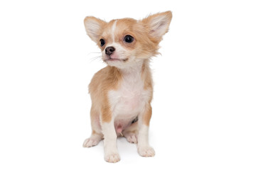 Small, beige color Chihuahua puppy