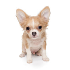 Small, beige color Chihuahua puppy