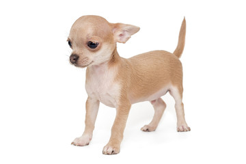 Small, beige color Chihuahua puppy