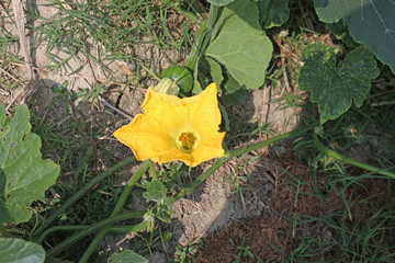 Yellow Pumpkin flowers and green Tree leaf