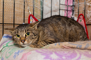 Young,  scared cat in the shelter cage