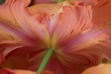 Fototapeta na wymiar tulips Keukenhof
