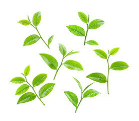 tea leaf on white background