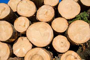 Fototapeta premium Illegal cutted huge pine wood logs near roadside close up shot in Romania.
