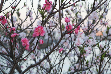 Plum tree 梅の木
