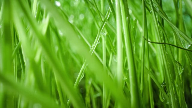 Green grass close-up super macro shooting.