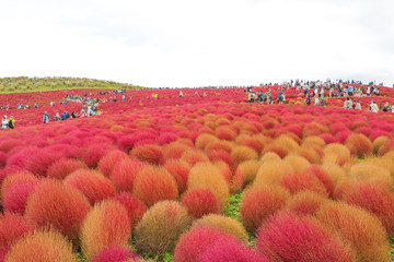 Kokia hills コキアの丘　＠ひたち海浜公園