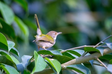 Tiny Tailorbird closeup on tree branch