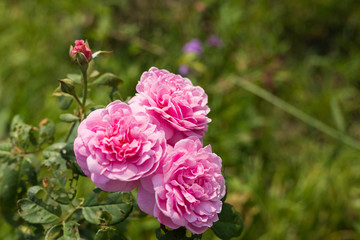 Pink roses in the garden.