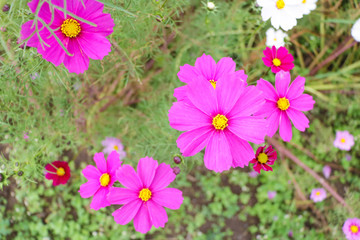 Cosmos flowers コスモスの丘　＠ひたち海浜公園