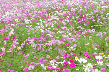 Cosmos flowers コスモスの丘　＠ひたち海浜公園