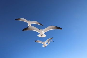 Seagulls in flight against a bright blue sky