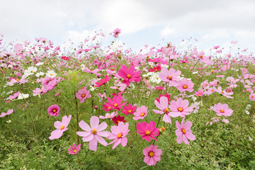 Obraz na płótnie Canvas Cosmos flowers コスモスの丘　＠ひたち海浜公園